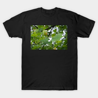 Oh, That's why it's Called a tulip tree T-Shirt